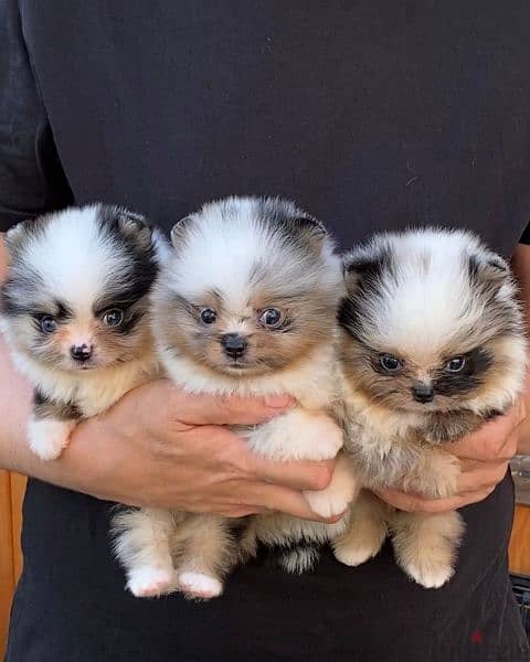 Pomeranian puppies for adoption 2