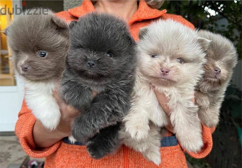 Pomeranian puppies for adoption 3