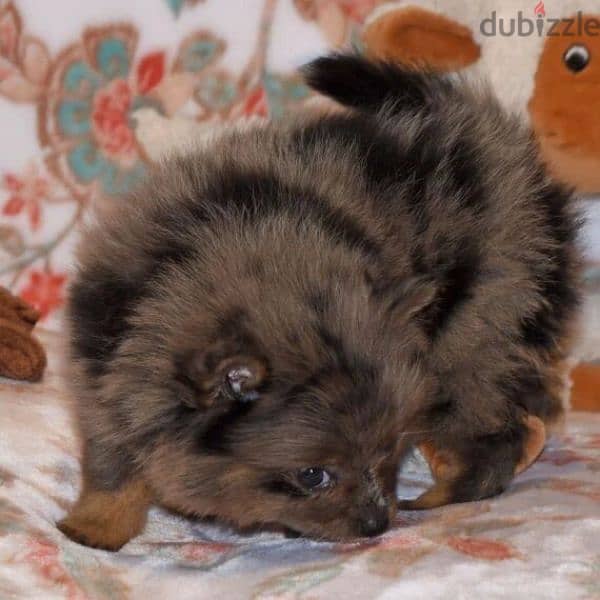 Pomeranian puppies for adoption 4