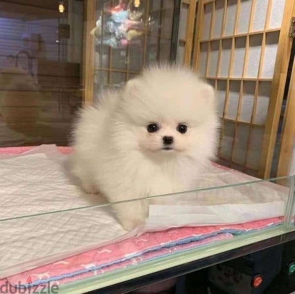 Pomeranian puppies for adoption 6