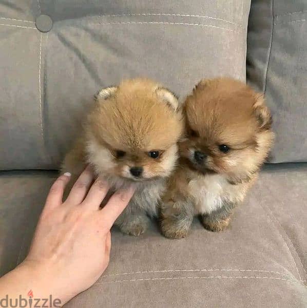 Pomeranian puppies for adoption 7