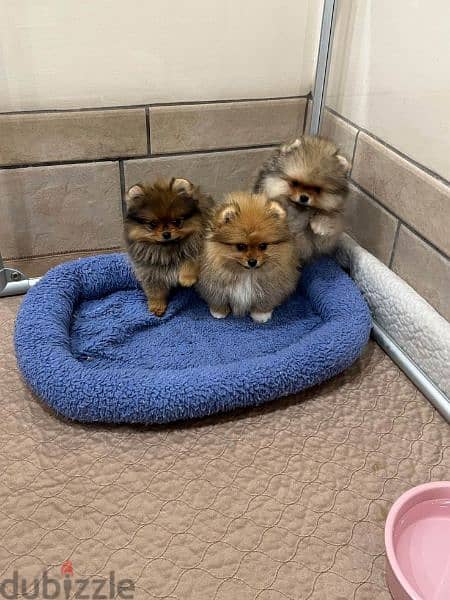 Pomeranian puppies for adoption 8