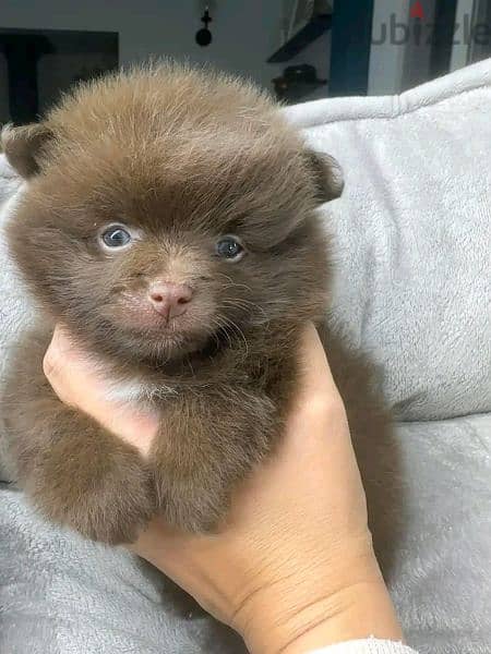 Pomeranian puppies for adoption 9