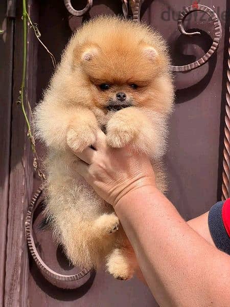 Pomeranian puppies for adoption 10