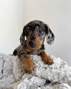 dachshund