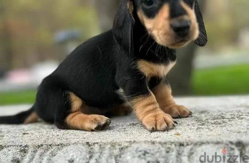 dachshund puppies for adoption 1