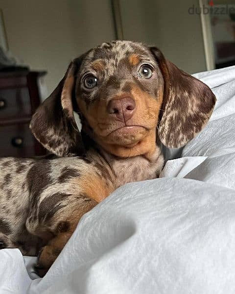 dachshund puppies for adoption 3