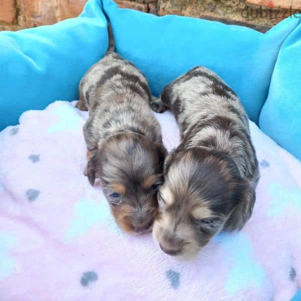 dachshund puppies for adoption 5