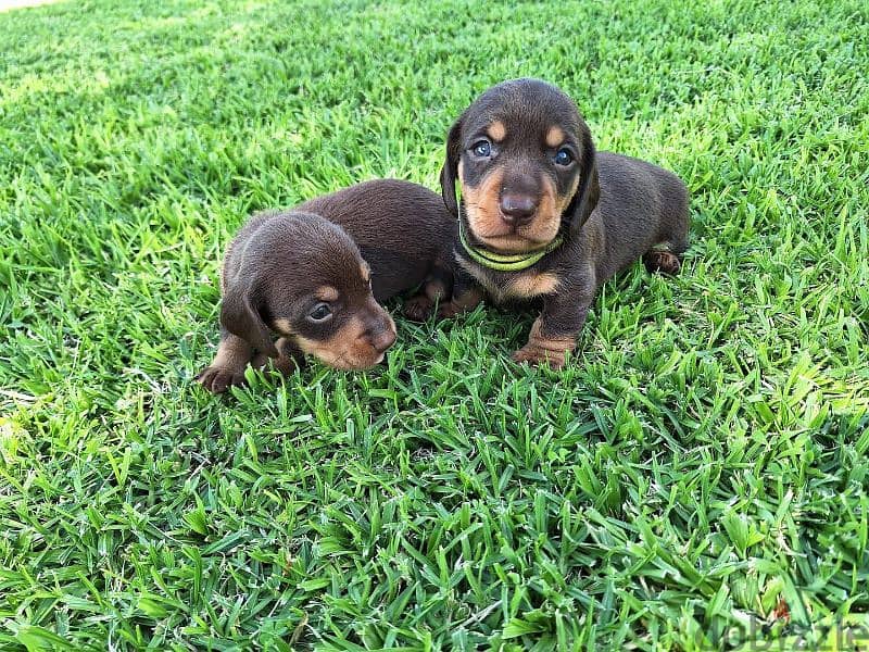 dachshund puppies for adoption 6