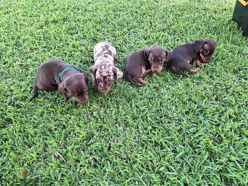 dachshund puppies for adoption 7