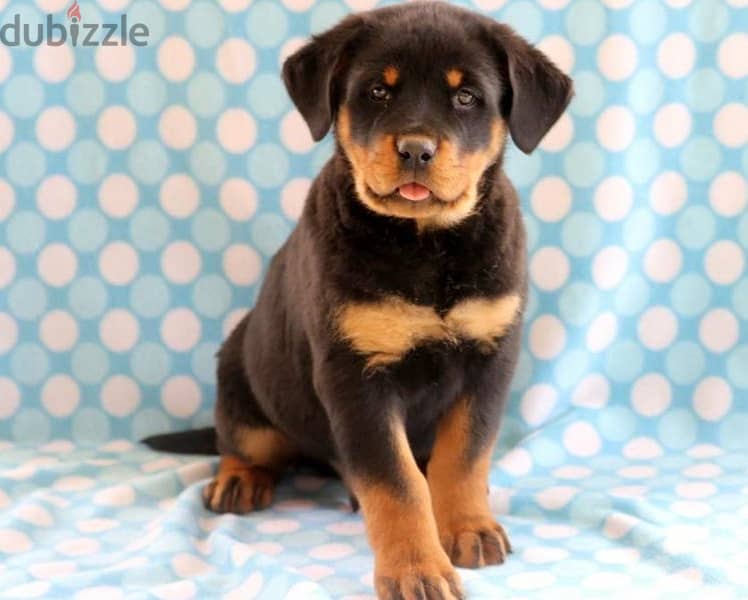 Whatsapp Me +966588993320 Rottweiler Puppies 0