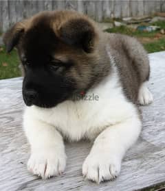 Whatsapp Me +966583921348 Akita Puppies