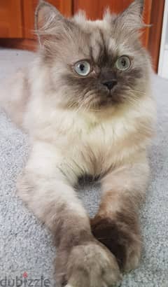 Himalayan Cat قطة هيمالايا 0