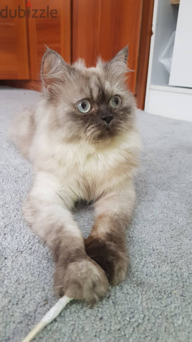 Himalayan Cat قطة هيمالايا 1