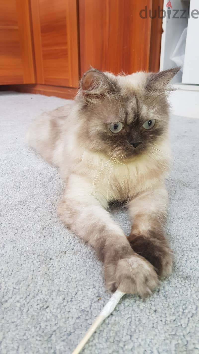 Himalayan Cat قطة هيمالايا 2