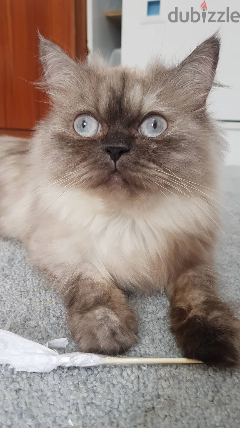 Himalayan Cat قطة هيمالايا 3