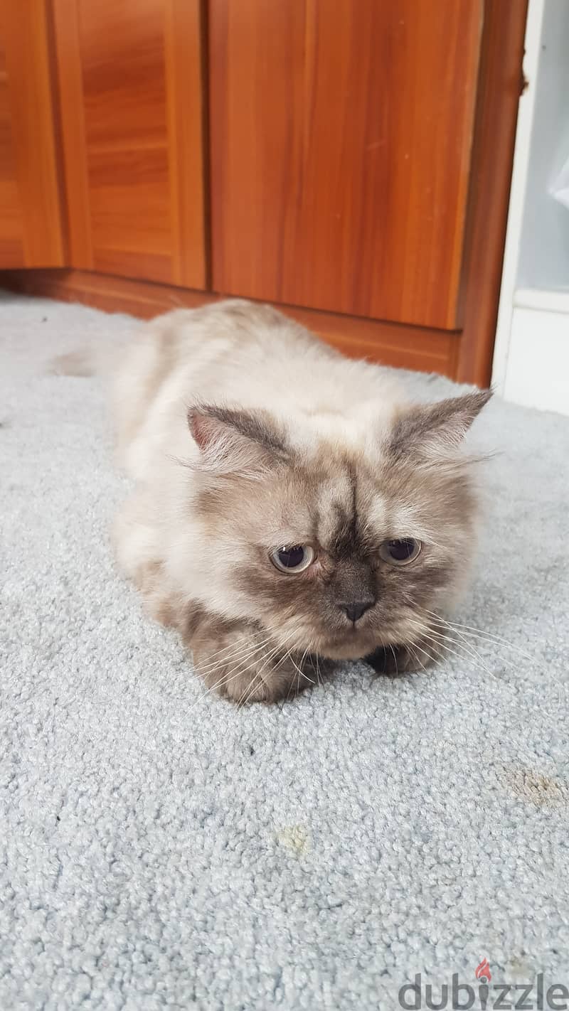 Himalayan Cat قطة هيمالايا 4