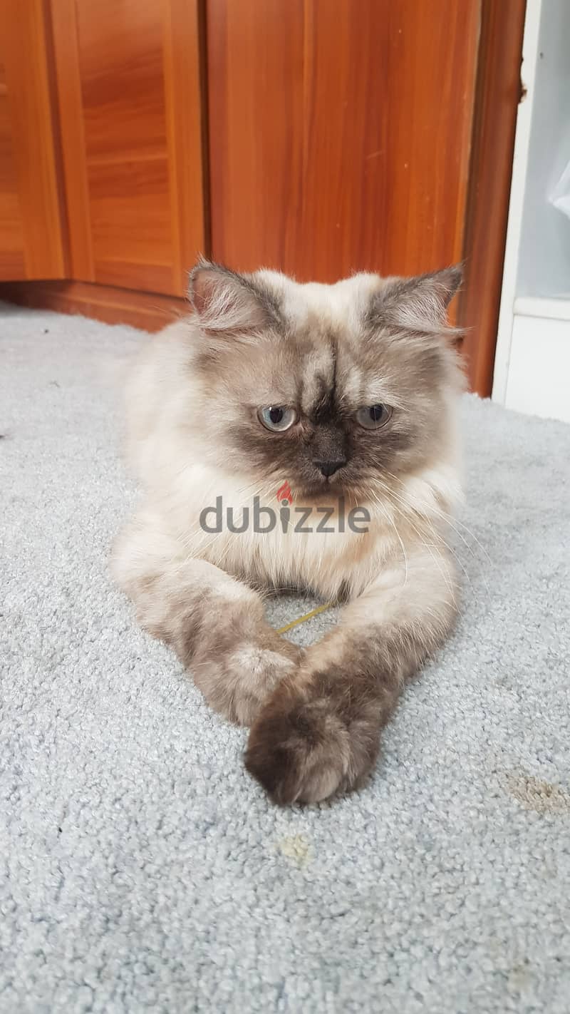 Himalayan Cat قطة هيمالايا 5