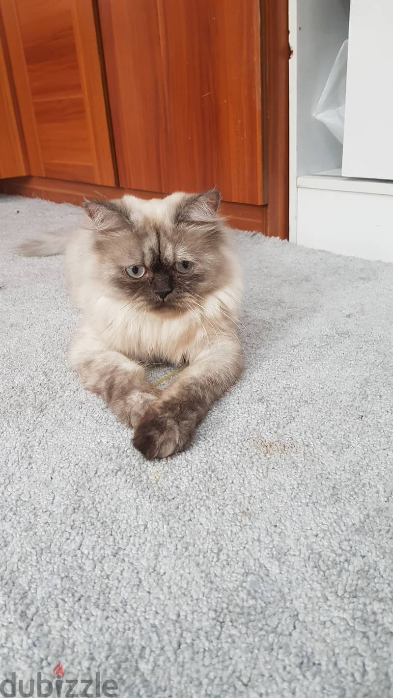 Himalayan Cat قطة هيمالايا 6