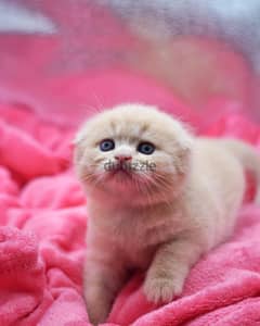 Scottish Fold Kitten