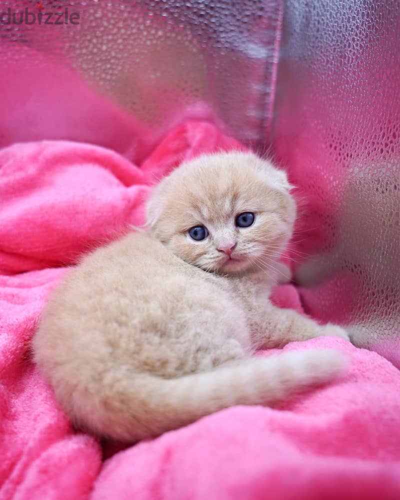 Scottish Fold Kitten 1