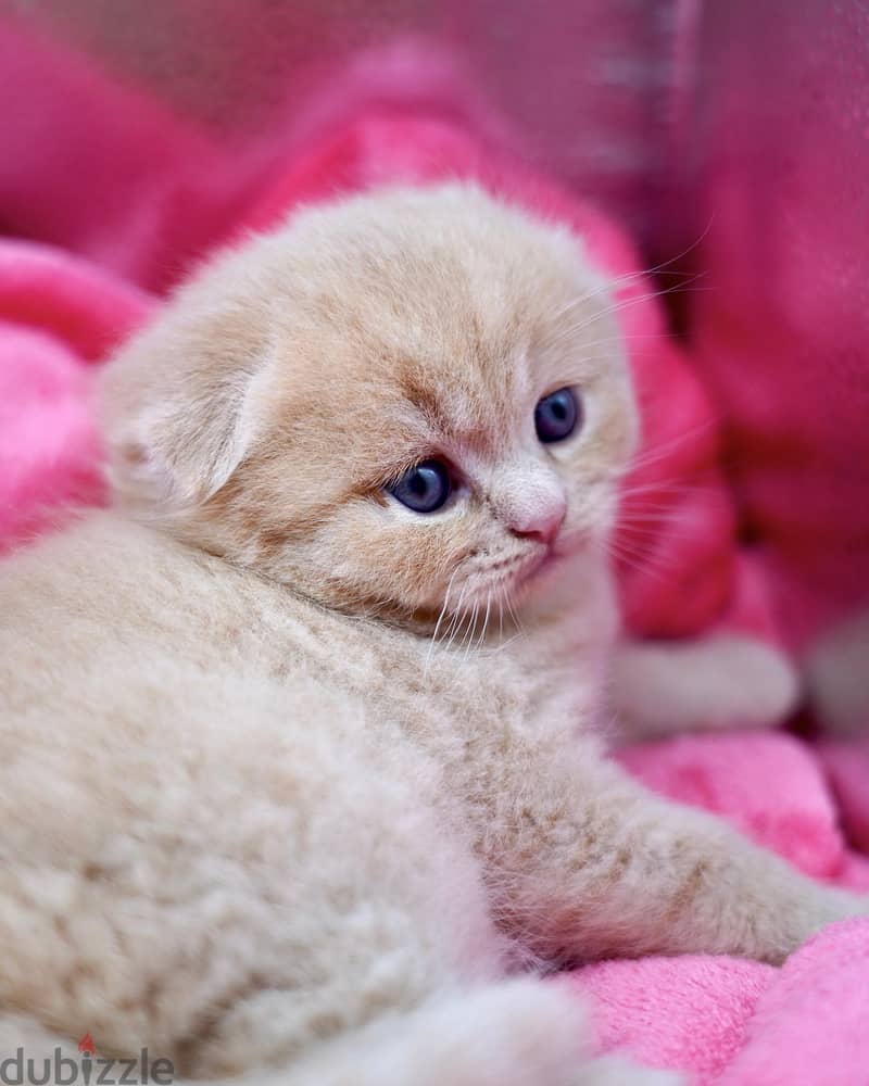 Scottish Fold Kitten 2