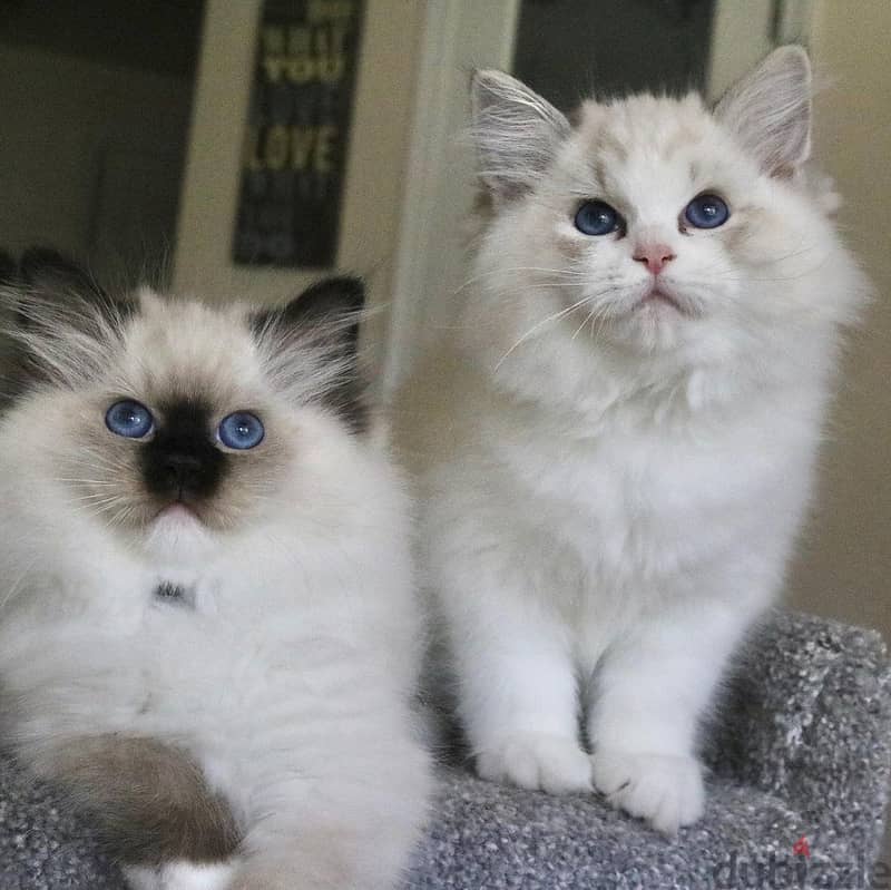 Whatsapp Me +966588993320 Ragdoll Cats 0