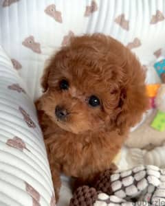 WhatsApp +4917629216066 toy poodle for sale.