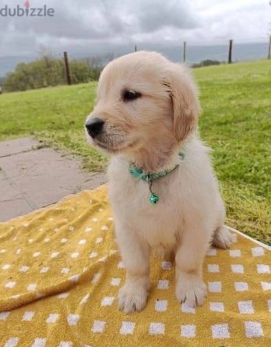 Whatsapp Me +966583921348 Golden Retriever Puppies 1