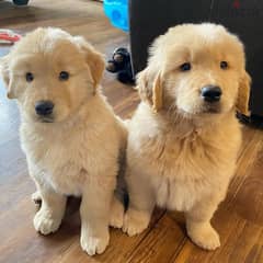 Whatsapp Me +966583921348 Golden Retriever Puppies 0