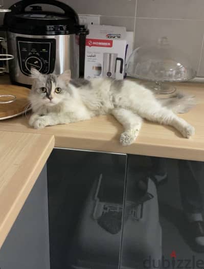 Siberian cat for adoption