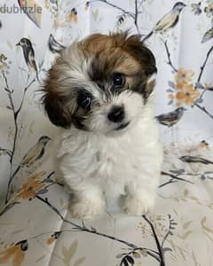 shih_tzu puppies for sale 0