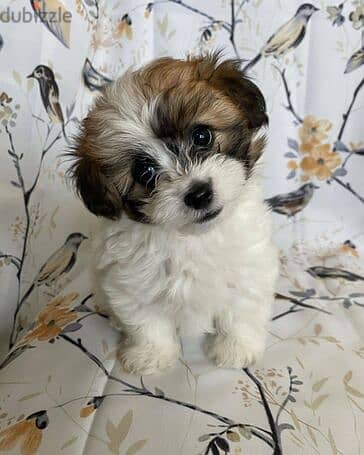 shih_tzu puppies for sale