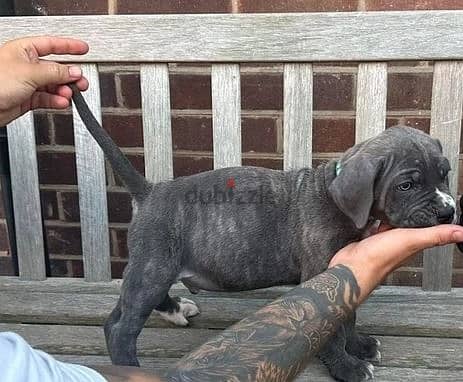 Whatsapp Me +966588993320 Cane Corso Puppies 1