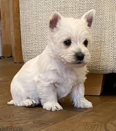 Whatsapp Me +972555074990 West Highland Terrier