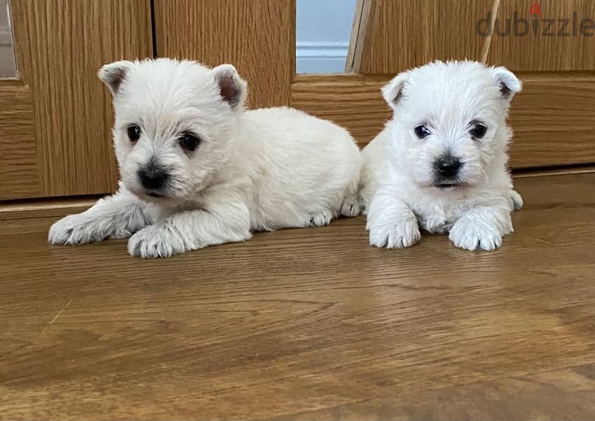 Whatsapp Me +972555074990 West Highland Terrier 1