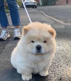 Chow Chow puppies available 0