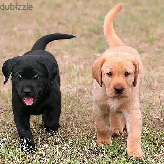 Labrador puppies available 0