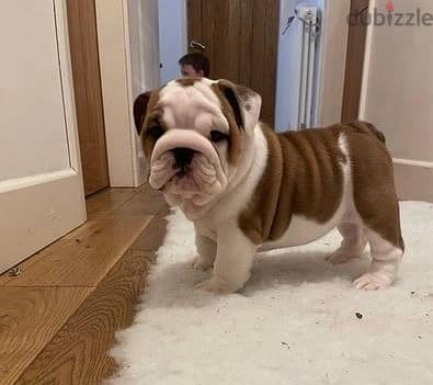 Whatsapp Me +966583921348 English Bulldog Puppies 1