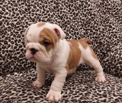 Whatsapp Me +966583921348 English Bulldog Puppies