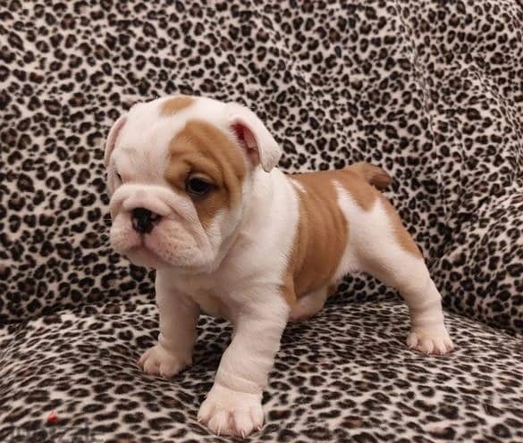 Whatsapp Me +966583921348 English Bulldog Puppies 0