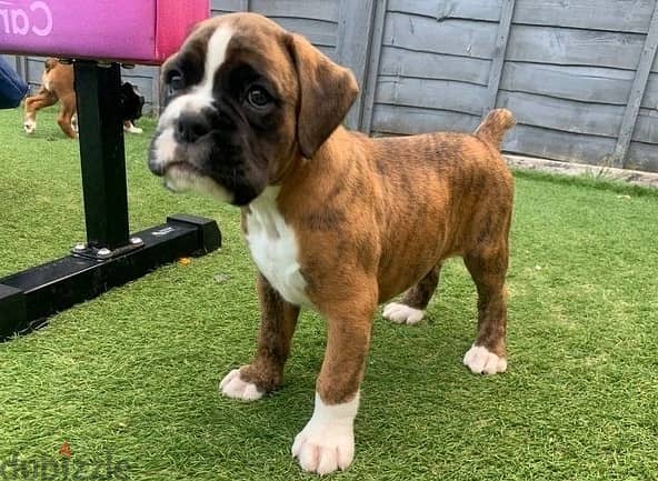 Whatsapp Me +966588993320 Boxer Puppies 1