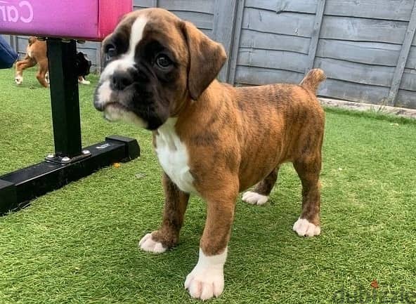 Whatsapp Me +966588993320 Boxer Puppies 0