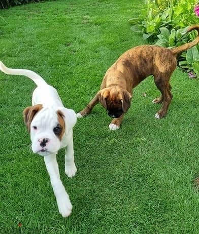 Whatsapp Me +966588993320 Boxer Puppies 1