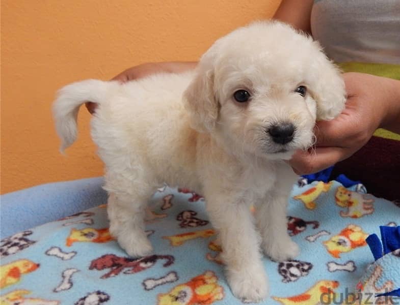 Whatsapp Me +972555074990 Maltipoo Puppies 1