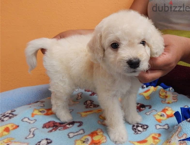 Whatsapp Me +972555074990 Maltipoo Puppies 1