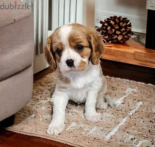 Whatsapp Me +966583921348 Cavalier King Spaniel Puppies 0