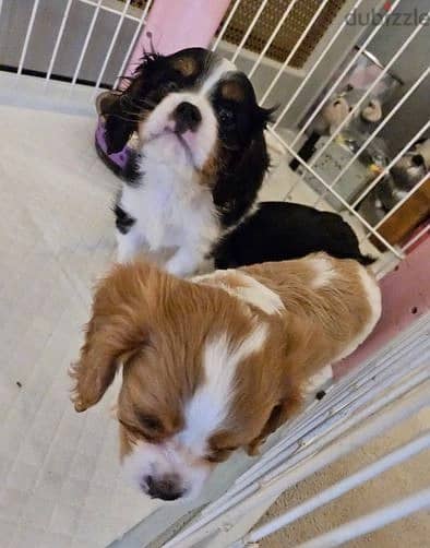 Whatsapp Me +966583921348 Cavalier King Charles Puppies 0