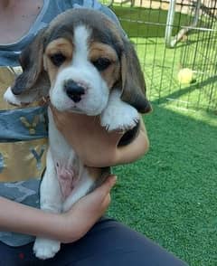 Whatsapp Me +966583921348 Beagle Puppies