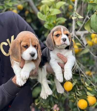 Whatsapp Me +966583921348 Beagle Puppies 1